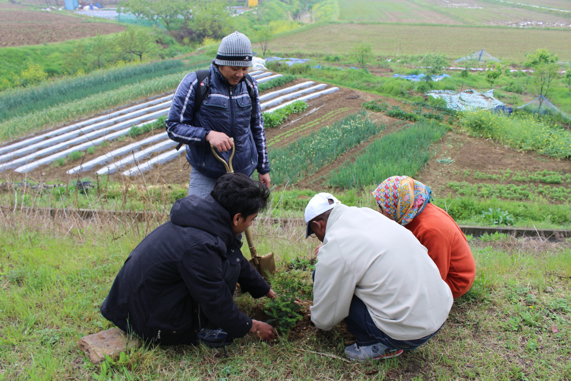 Tree Planting with Forest Resources and Ecological