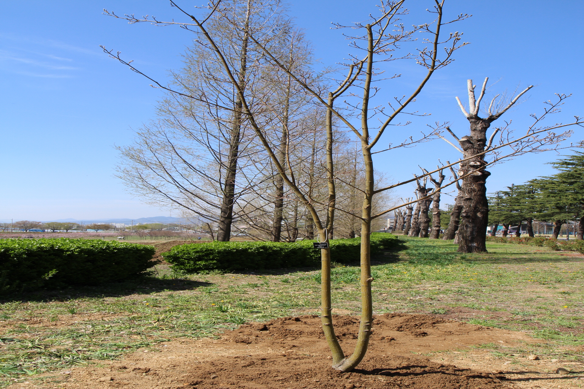 Tree-planting day