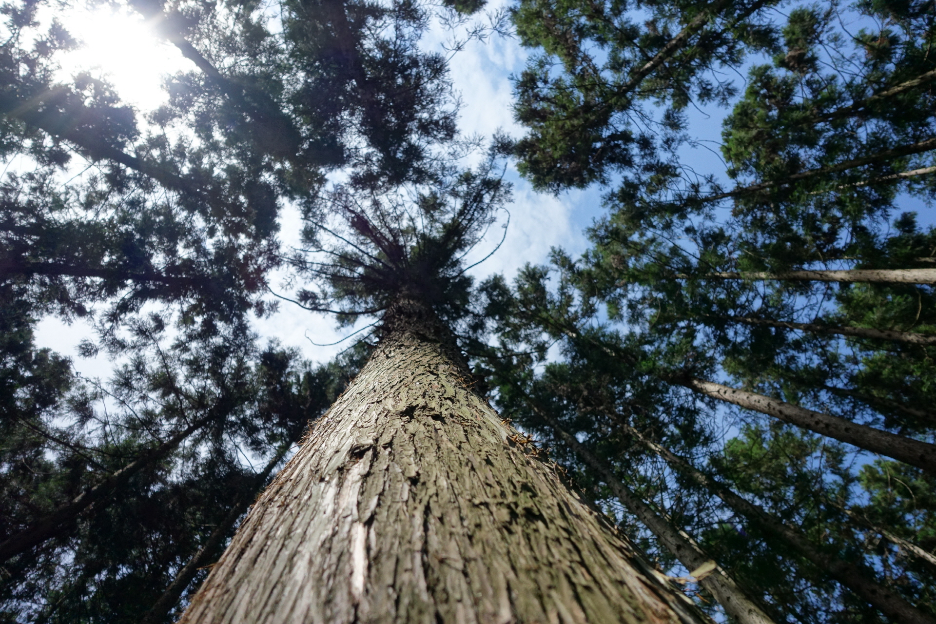 Field Study for Forest Major  Jangsung city